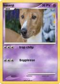 basenji