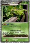 Green Iguana