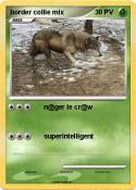 border collie