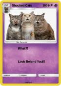 Shocked Cats