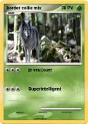 border collie