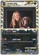 brown dog