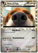 Nose of Dog