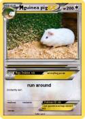 guinea pig