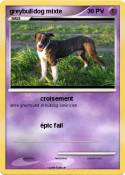 greybulldog mix