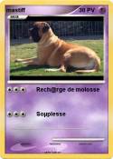 mastiff