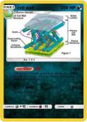 cell wall