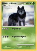 border collie
