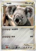 koala