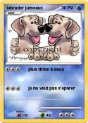labrador jumeau