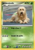 goldendoodle