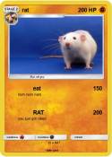 rat