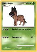malinois gh