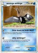anhinga anhinga