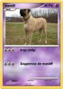 mastiff
