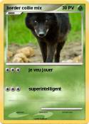 border collie