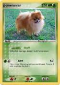pomeranian