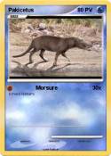 Pakicetus