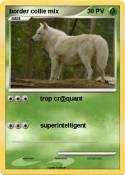 border collie