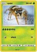 spider