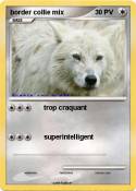border collie