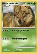 border collie