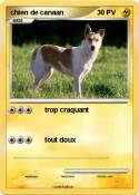 chien de canaan