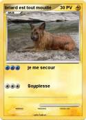 briard est tout