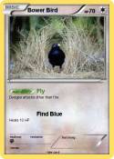 Bower Bird