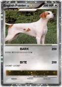 English Pointer