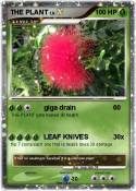 THE PLANT