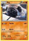 Pug