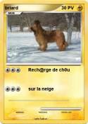 briard