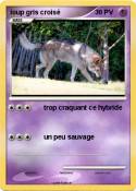 loup gris crois