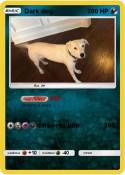 Dark dog