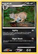 Bobcat