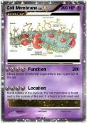Cell Membrane