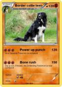 Border collie