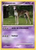 greyhound mix