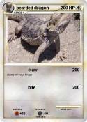 bearded dragon