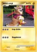 welsh corgi