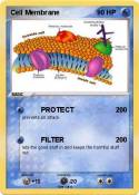 Cell Membrane
