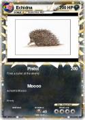 Echidna