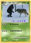 border collie