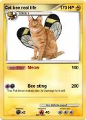 Cat bee real