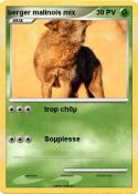 berger malinois