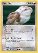 Barn Owl