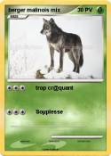 berger malinois