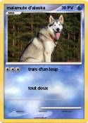 malamute d'alas