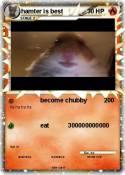 hamter is best